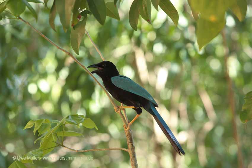 Acapulco Blaurabe, auch San-Blas-Trauerblauhäher (Cyanocorax sanblasianus)