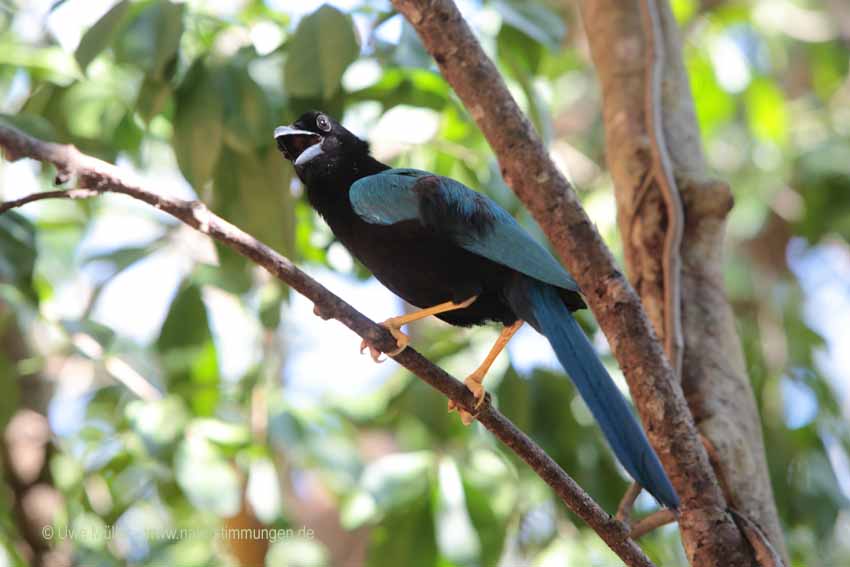 Acapulco Blaurabe, auch San-Blas-Trauerblauhäher (Cyanocorax sanblasianus)