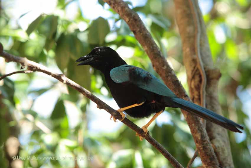 Acapulco Blaurabe, auch San-Blas-Trauerblauhäher (Cyanocorax sanblasianus)