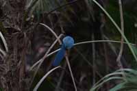 Acapulco Blaurabe, auch San-Blas-Trauerblauhäher (Cyanocorax sanblasianus)