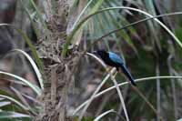 Acapulco Blaurabe, auch San-Blas-Trauerblauhäher (Cyanocorax sanblasianus)