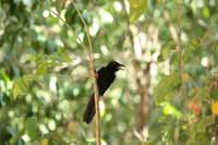 Acapulco Blaurabe, auch San-Blas-Trauerblauhäher (Cyanocorax sanblasianus)