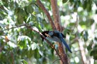 Acapulco Blaurabe, auch San-Blas-Trauerblauhäher (Cyanocorax sanblasianus)