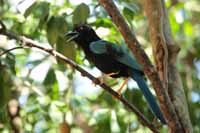 Acapulco Blaurabe, auch San-Blas-Trauerblauhäher (Cyanocorax sanblasianus)