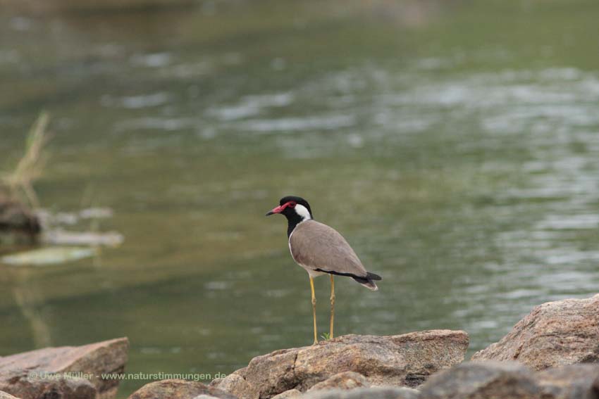 Rotlappenkiebitz (Vanellus indicus) Unterart: Vanellus indicus lankae