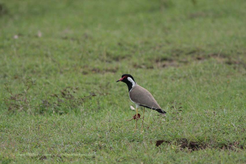 Rotlappenkiebitz (Vanellus indicus) Unterart: Vanellus indicus lankae