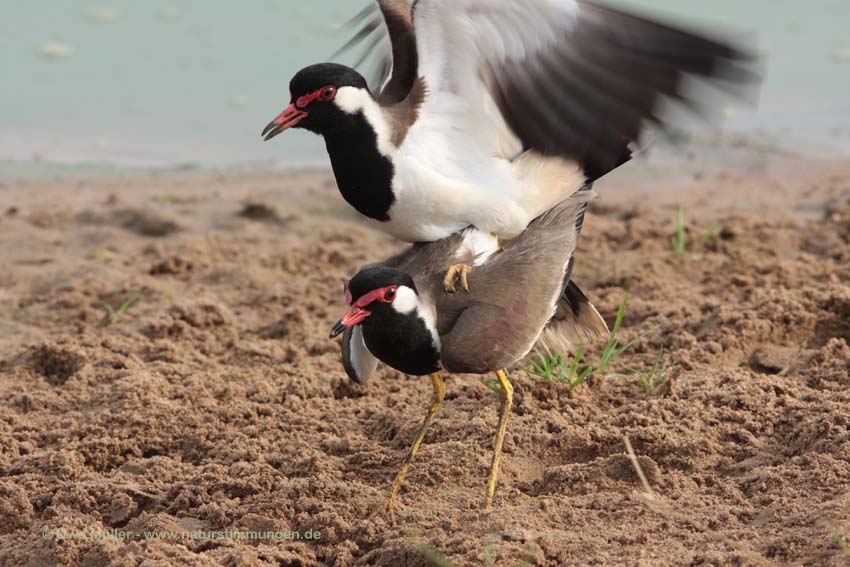 Rotlappenkiebitz (Vanellus indicus) Unterart: Vanellus indicus lankae