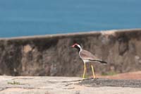 Rotlappenkiebitz (Vanellus indicus) Unterart: Vanellus indicus lankae