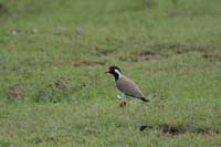 Rotlappenkiebitz (Vanellus indicus) Unterart: Vanellus indicus lankae