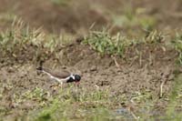 Rotlappenkiebitz (Vanellus indicus) Unterart: Vanellus indicus lankae