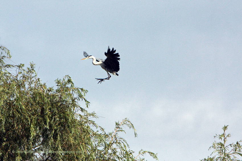 Graureiher, auch Fischreiher (Ardea cinerea)