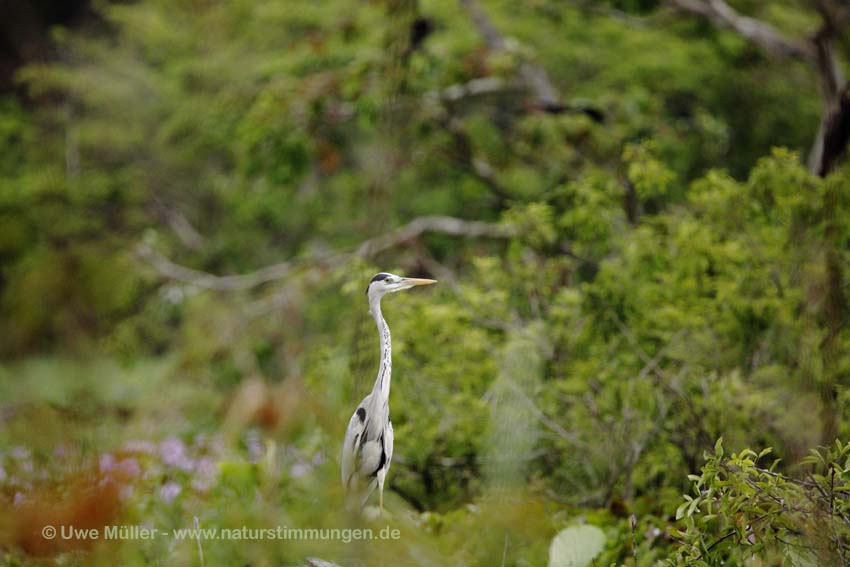 Graureiher, auch Fischreiher (Ardea cinerea)