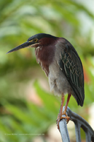 Grünreiher (Butorides virescens)