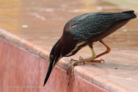 Grünreiher (Butorides virescens)