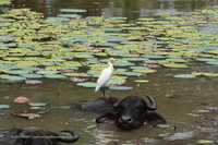 Kuhreiher (Bubulcus ibis)