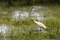 Kuhreiher (Bubulcus ibis)