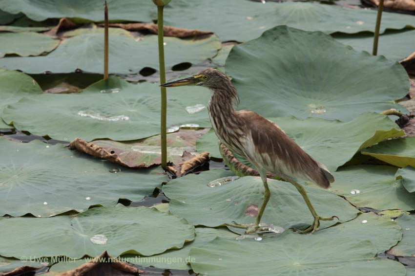 Paddyreiher (Ardeola grayii)