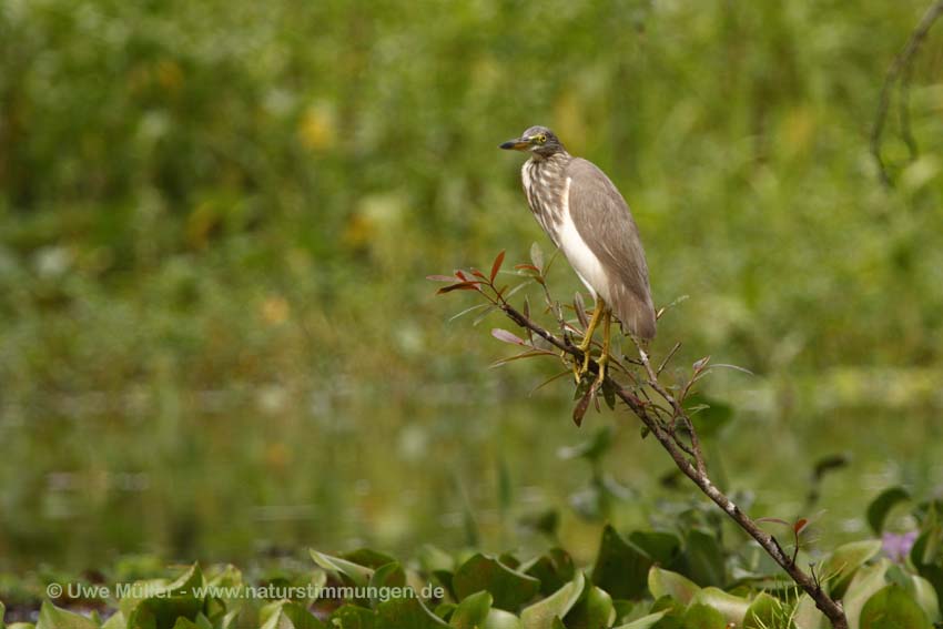 Paddyreiher (Ardeola grayii)