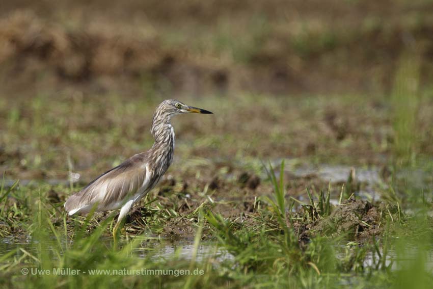 Paddyreiher (Ardeola grayii)