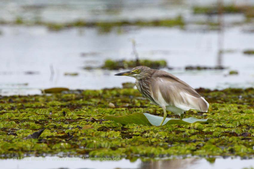 Paddyreiher (Ardeola grayii)