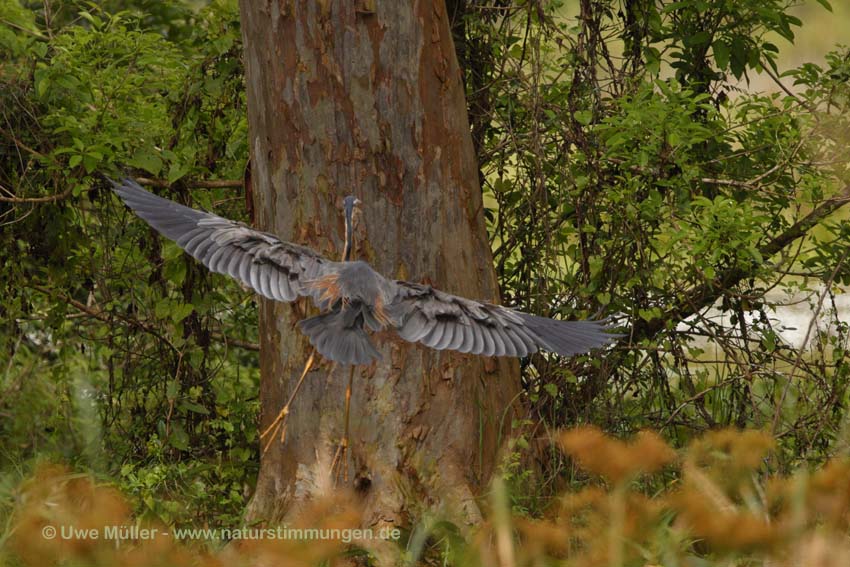 Purpurreiher (Ardea purpurea)