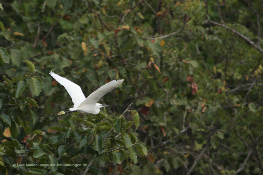 Seidenreiher (Egretta garzetta)