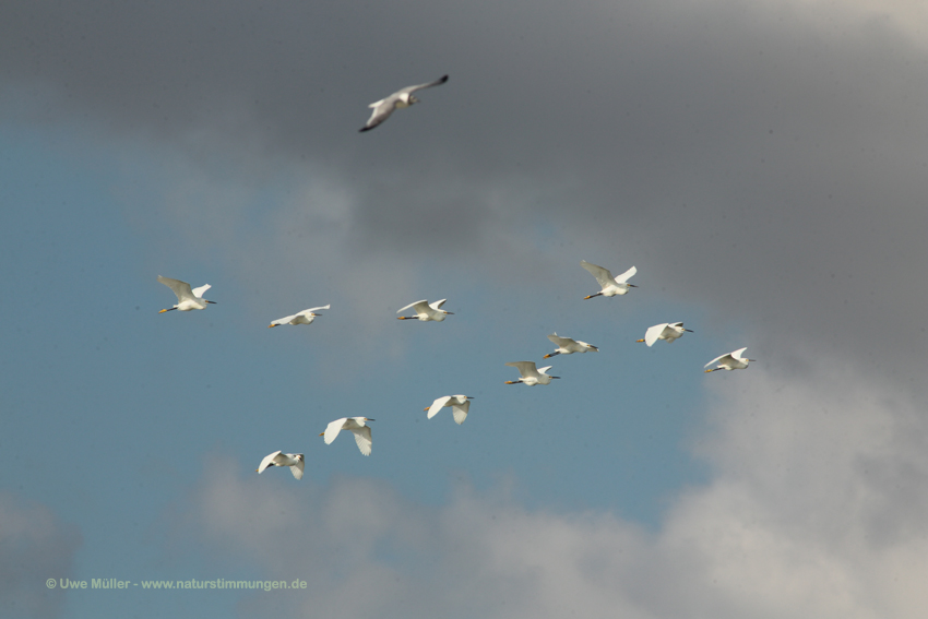 Seidenreiher (Egretta garzetta)