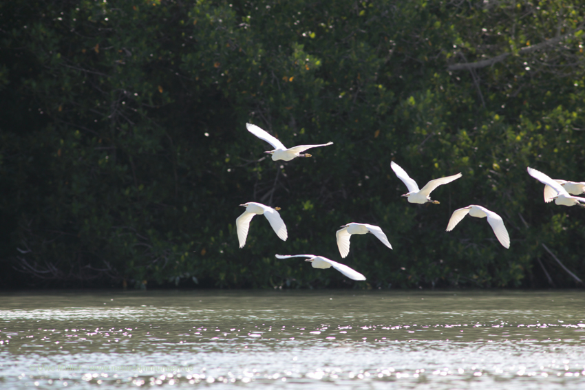 Seidenreiher (Egretta garzetta)