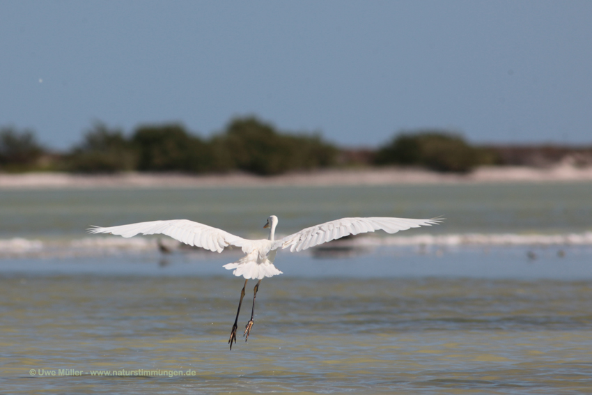 Seidenreiher (Egretta garzetta)