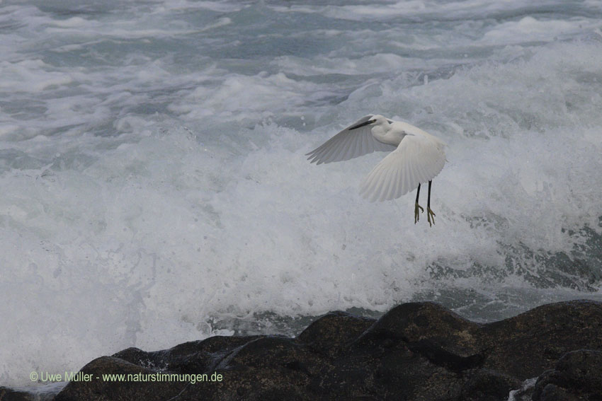 Seidenreiher (Egretta garzetta)