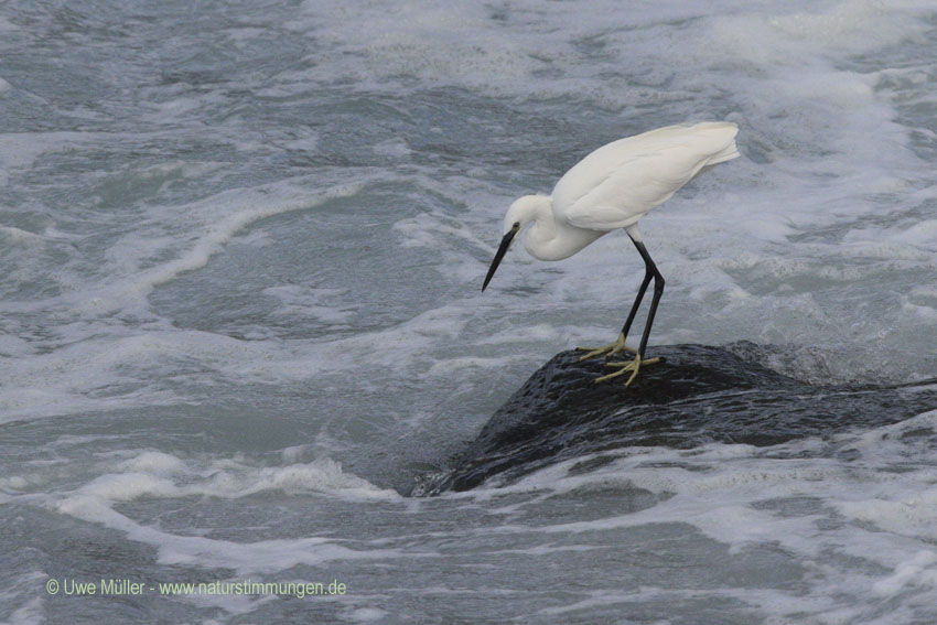 Seidenreiher (Egretta garzetta)