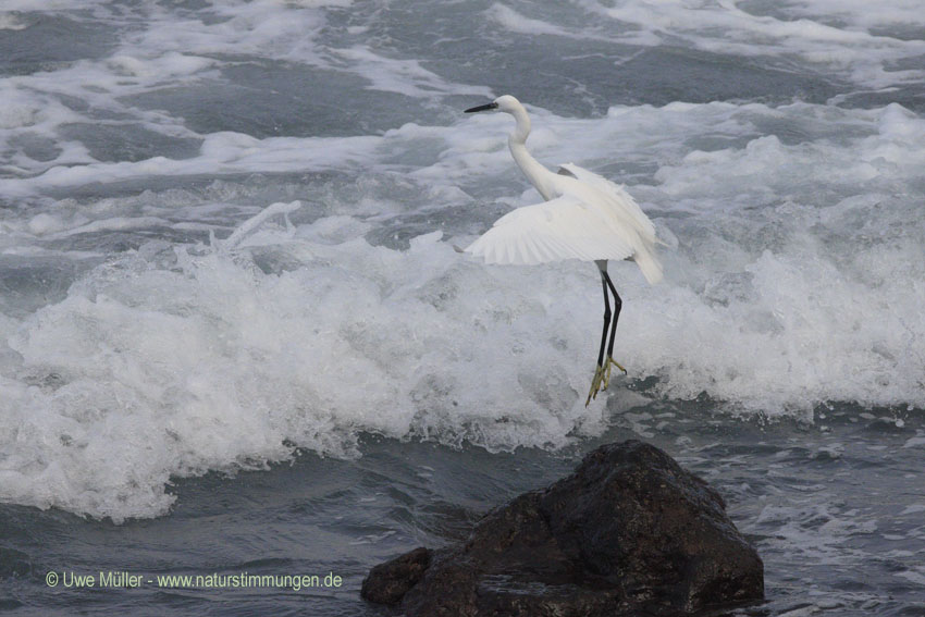 Seidenreiher (Egretta garzetta)