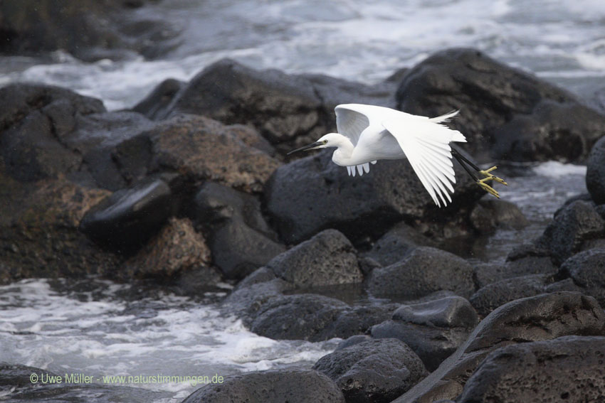 Seidenreiher (Egretta garzetta)