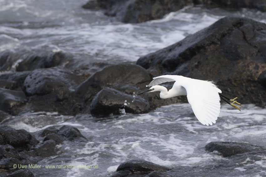 Seidenreiher (Egretta garzetta)