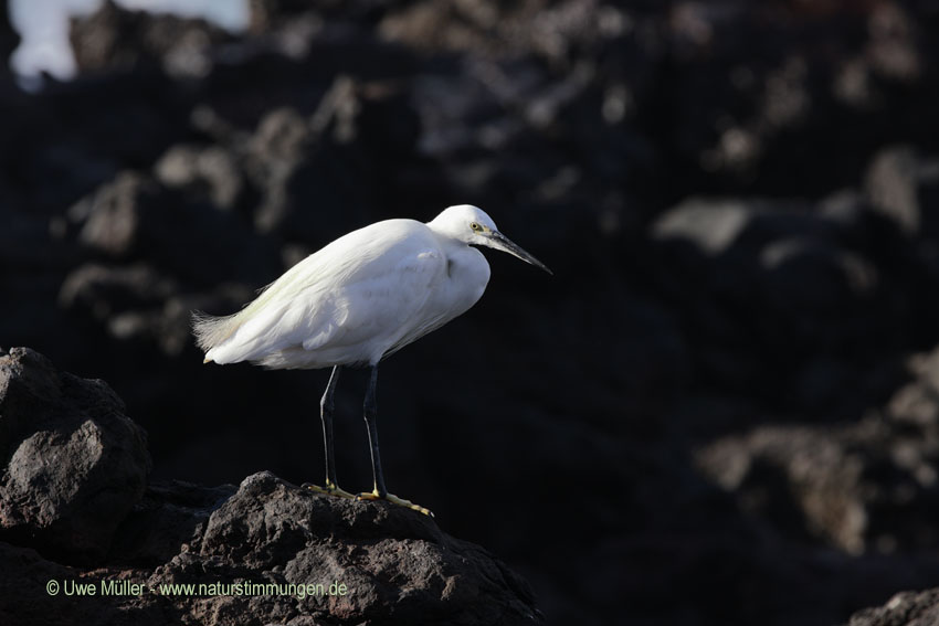 Seidenreiher (Egretta garzetta)