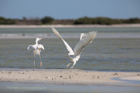 Seidenreiher (Egretta garzetta)