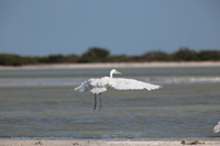 Seidenreiher (Egretta garzetta)