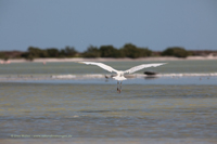 Seidenreiher (Egretta garzetta)