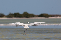 Seidenreiher (Egretta garzetta)