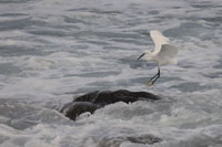 Seidenreiher (Egretta garzetta)