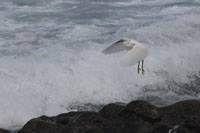 Seidenreiher (Egretta garzetta)