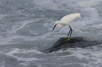 Seidenreiher (Egretta garzetta)