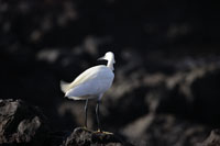 Seidenreiher (Egretta garzetta)