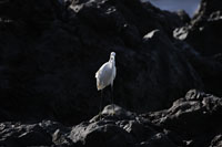 Seidenreiher (Egretta garzetta)