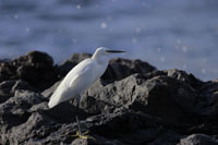 Seidenreiher (Egretta garzetta)