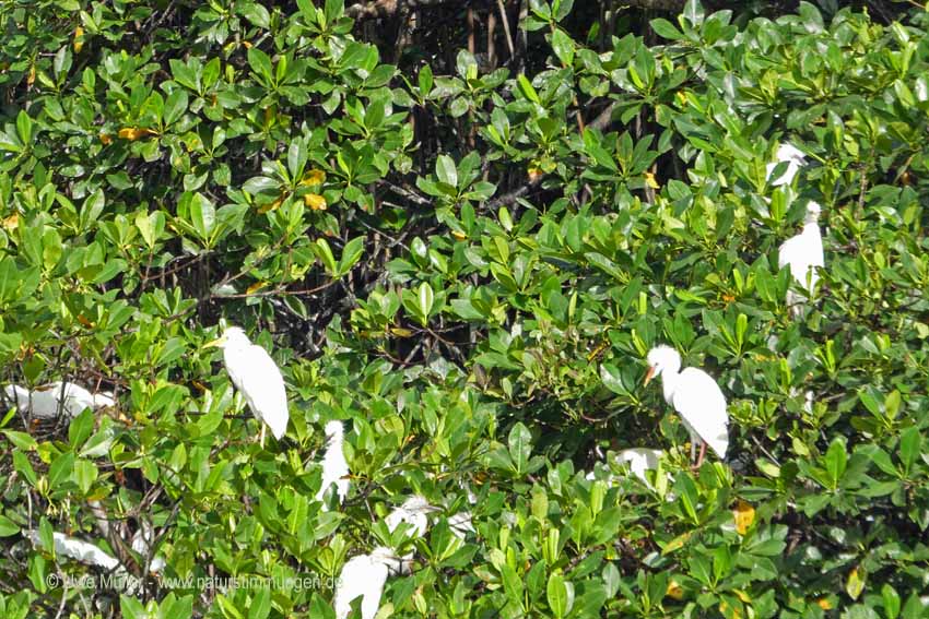 Silberreiher (Ardea alba)