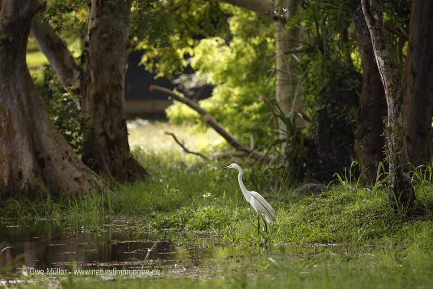 Silberreiher (Ardea alba)