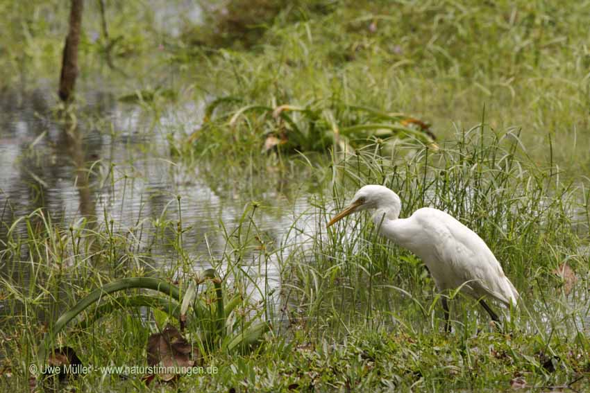 Silberreiher (Ardea alba)