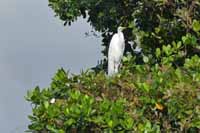 Silberreiher (Ardea alba)