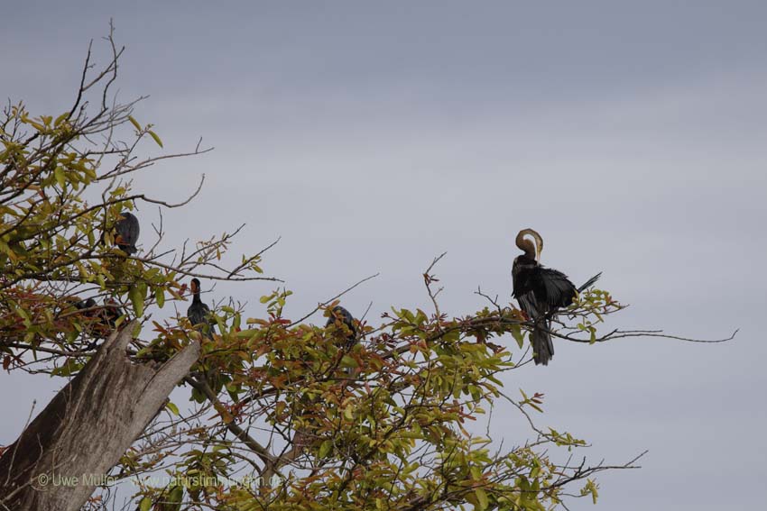 Orient-Schlangenhalsvogel (Anhinga melanogaster)